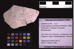 Foto (Objekt + Etiketten) von Cracensigillatus acutirostrus (Moericke, 1889) (NHMW-GEO-1990-0041-0169)
